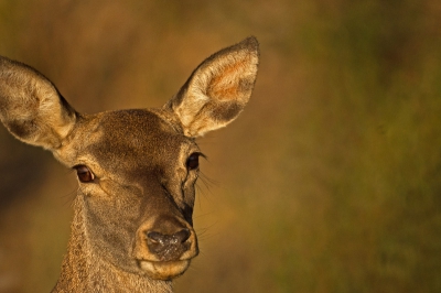 Op een zonnige ochtend in natuurpark Monfrague kwamen we dit niet al te schuwe hert tegen, dat wel even wilde poseren tegen een mooie achtergrond.
We hebben dit aanbod maar aangenomen.
