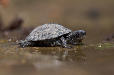 Bij een van de vele doorwaadbare plaatsen op lesbos gestopt om te bekijken wat voor moois er allemaal te zien was. Dan valt het oog op een mini schildpadje dat niet veel groter dan een paar centimeter is.
Natuurlijk plat op de buik om uit de hand te fotograferen met de 300mm F4 (met converter 1.4). Steun had ik genoeg aan mijn ellebogen en hand.