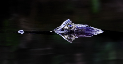 Opname vanuit het water: camera op statief in water geplaatst en gezocht in het donkere deel van het water naar een kaaiman die net boven  water was gekomen om een gelei effect van het water over de kop te krijgen