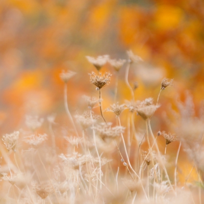 Natuurlijk is het gewoon herfst. Dat bewijst deze foto, 10 meter naast de Klaprozen.