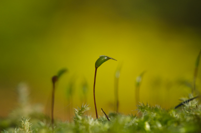 Op een zonnige dag naar het bos gegaan om mijn nieuwe systeem (Nikon D7000 met 105 mm macro) uit te proberen.
Daar zag ik dit mos liggen. De zon scheen er nog net op door de bomen.

Ik heb geen idee wel mos dit precies is, zou iemand me dat kunnen vertellen?