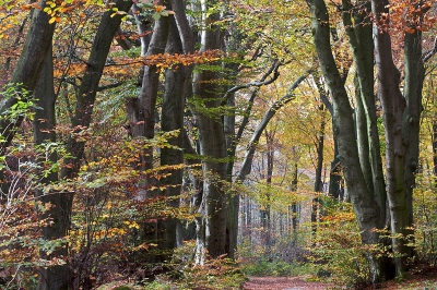 Voordat ik naar de boekpresentie van 'Beleef buiten' ben gegaan, eerst 's morgens nog wat rondgezworven in de bossen bij Doorwerth (Duno) om te genieten van de prachtige herfstkleuren in het bos.
Genomen vanaf statief met 100mm. Deze opname had natuurlijk ook uit de hand genomen kunnen worden, maar het statief geeft, tenminste voor mij, altijd net iets meer zekerheid voor een duidelijke (scherpe) opname.