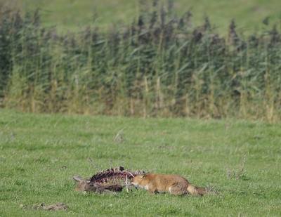 Wat een practig mooi gebied zijn de Oostvaardersplassen toch!!
Op een mooie zonnige dag vanuit een observatie post genomen waarbij de vos tussen de 80 en 100 meter van mij verwijderd was.
Het kadaver is van een gesneuveld hert dat in de bronstijd is "gevorkeld" door een andere geweidrager.
Foto genomen met een 1.7 converter wat toch wel wat scherpte en kwaliteits verlies geeft.