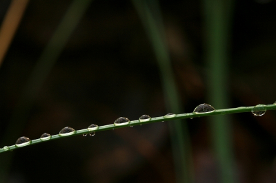 Vroeg in de morgen op pad met Joke die mij met raad en daad bijstond bij het maken van mijn allereerste macro-foto's ooit, met haar macrolens wel te verstaan. Na een kort regenbuitje brak de zon door en heb ik dit plaatje geschoten.
Op - en aanmerkingen zijn uiteraard van harte welkom.