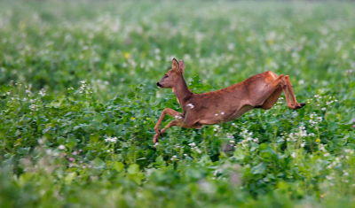 Gedurende het doorkruisen van het gebied der Kraanvogels tref je met enige oplettendheid ook weleens en Ree aan.
Deze noem ik een 'spring in het veld'.
Niet haarscherp maar de setting vind ik wel grappig.
http://www.robkempers.nl/