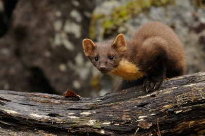 Vier dagen wachten in een hutje in het bos aan de voet van een steile berg leverde twee keer tien minuten een boommarter op. Een korte maar misschien ook daardoor fantastische ontmoeting.