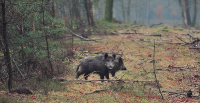 Regenachtig weer waarbij ik een rotte wilde zwijnen een tijdje heb gevolgd met dit als een van de resultaten