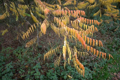 Door de herfstkleuren van de fluweelboom lijkt het natuurgebied het Koelbroek op een feesttent met slingers.