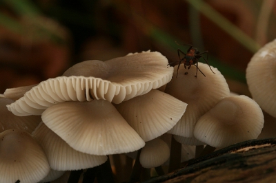 Foto genomen met een flauw zonnetje in de rug. Tijdens het bekijken van deze Mycena soort viel plotseling mijn oog op deze Rode bosmier die er, ondanks z'n geringe grootte, er dreigend uit zag met z'n kaken en deze paddenstoel soort leek te verdedigen. Wat een allereerste macro-foto sessie ooit al niet teweeg kan brengen! Commentaar meer dan welkom.