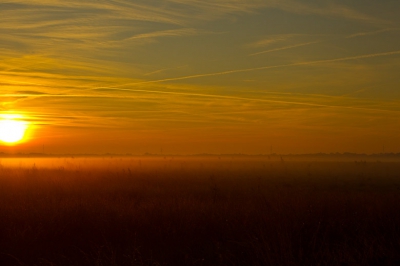 Foto gemaakt een half uur na zon's opkomst , slaapplaats 
van de kraanvogels