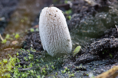 Groepje van 3 fragile paddestoeltje stonden tegen een hoop grond. Dit exemplaar kwam net de grond uit.