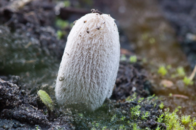 Groepje van 3 fragile paddestoeltje stonden tegen een hoop grond. Dit exemplaar kwam net de grond uit.