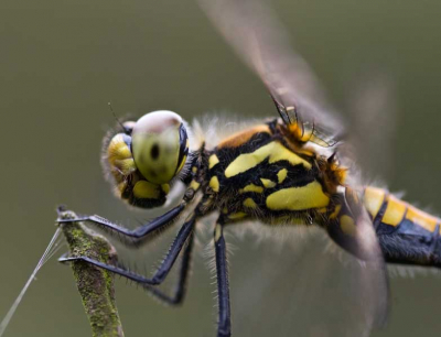 deze foto heb ik kunnen maken met veel geduld, de libel had een vast uitkijkpunt en vloog ook steeds naar dit punt terug. Door heel rustig naar dit punt heen te sluipen en daarna een tijd blijven zitten kon ik deze foto close up nemen.