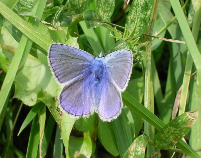 Terwijl we door een stuk grasland in Noorwegen liepen, viel mijn oog opeens op dit blauwtje. Het bleek na navraag hier op Nederpix bleek het icarusblauwtje te zijn. Ik heb deze foto snel uit de hand genomen, waarna de vlinder weer wegvloog.