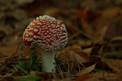 Opname omstandigheden waren prima, Zon , weinig wind, paddestoel stond in de schaduw,maar genoeg licht, dus de kleuren zijn naar mijn eigen mening goed gelukt