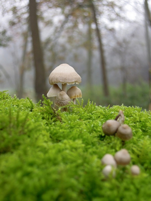 Kan niet helemaal goed thuisbrengen wat dit voor mooie paddelstoelen zijn, maar daar gaat vast iemand mee helpen.