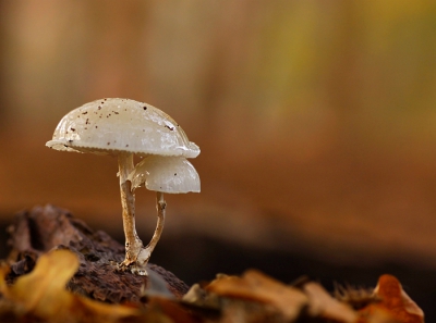 Niet veel paddenstoelen in het bos rond het kantoor van Natuurmonumenten. Maar deze porseleinzwam stond er mooi bij op een omgevallen boom. Achtergrond wordt gevormd door de gevallen blaren en de herfstig gekleurde bomen.
Het tafereeltje raakt me wel: het oogt een beetje verlegen, deze twee die steun bij elkaar zoeken.