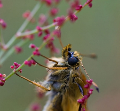 De vlinder was net uitgekropen en zat nog heel rustig, kon hem dus heel dicht benaderen en doordat het op een kanaaloever was kon ik de foto van onderaf maken.