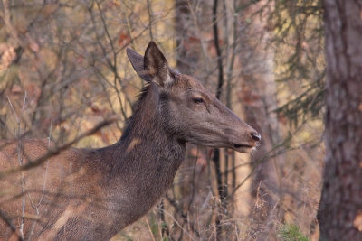 ik liep naar de wildobservatiepost aldaar en langs het pad in het bos stond deze hinde