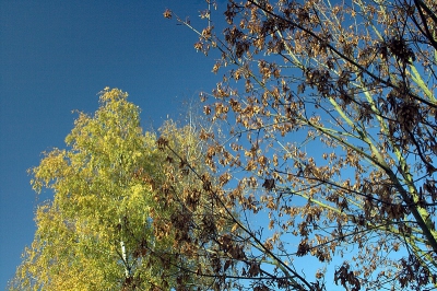 De berken hebben hun bladeren nog lang niet allemaal laten vallen. De esdoorn laat alleen nog de zaden hangen, die wachten op de eerste herfststorm. Een heldere zon verlichtte de boomkronen tegen een knalblauwe lucht.