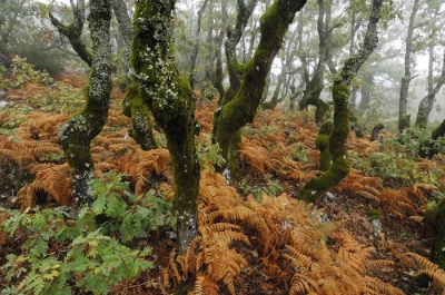 De herfst(kleur) beperkt zich in Extremadura tot de plaatsen waar o.a. Pyrenese eiken groeien. In Las Villuercas is dat het geval. Hoog in de bergen groeien de eikjes in een soort dwergvorm en zijn zwaar bemost. Met een ondergroei van varens levert dat mooie taferelen op, zeker als het goed nat is. Zie verder www.extremadura-spanje.com