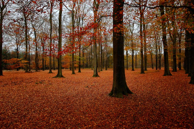 Ik heb even stil gestaan in het Treekerbos waar alles flik is uitgedund en heb toen deze opname gemaakt na wat rond lopen voor een mooie compositie.