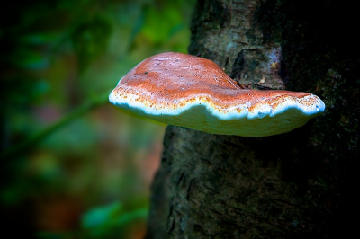 In het veldpark met statief, was een beetje mistig maar op statief lukt het altijd.