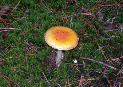 Van deze paddenstoel weet ik alleen nog dat hij ongeveer 4 cm groot was. Is het mogelijk om alleen met dit gegeven en de foto te bepalen welke soort het is ?