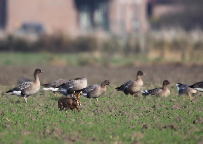 Eerst heerste wat onrust onder de Kleine Rieten, maar snel keerde de rust terug, nadat een Haas schoorvoetend vanuit de groep te voorschijn kwam...