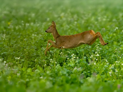 Tijdens een tripje naar Duitsland om Kraanvogels te fotograferen kwamen we diverse reen tegen. Ja dan kan je het niet laten om ze te fotograferen.