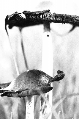 Uit de vrije hand liggen op de knieen... tijdens fotoworkshop met Bendix.