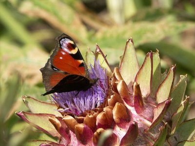 <i class='fa fa-user'></i>&nbsp;jwchess&nbsp;| Dagpauwoog&nbsp; <i class='fa fa-eye'>&nbsp;249</i> &nbsp; <i class='fa fa-comment-o'>&nbsp;0</i>