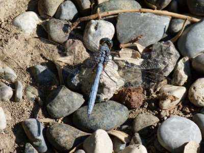 Op vakanie in de buurt van de Dalyan-delta krioelde het van prachtige libellen en vlinders .