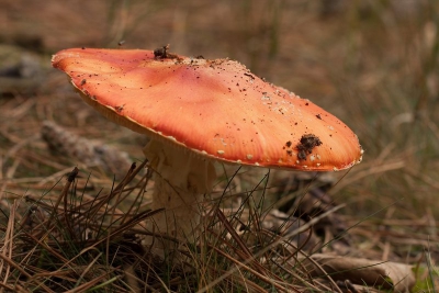 Helemaal alleen stond deze Vliegenzwam in het Schoorlse Duin. Foto gemaakt vanaf statief met draadontspanner.