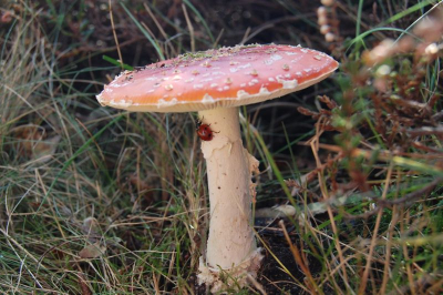 Bij prachtig weer met de familie een stuk wezen wandelen waar we deze Vliegenzwam tegenkwamen. Als nog een extraatje zat er ook nog een Lieverheersbeest op!