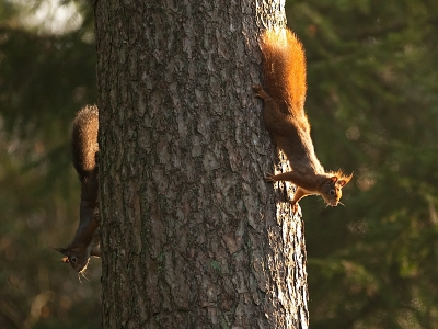 de eekhoorns waren met veel lawaai "pak me dan als je kan" aan het spelen en dat gaf me net genoeg tijd m'n camera te pakken!