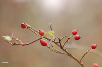 1st nature workshop, pictures taken in the morning, Sunday very cold :)  foggy Sunday morning