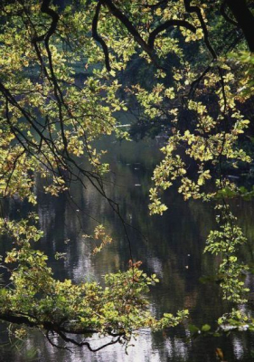 Het licht van de laaghangende zon in de middag viel mooi op de eikenblaadjes en mijn blik viel op deze uitsnede.