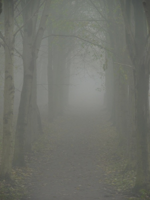 Vanochtend even door de mist gewandeld in het Kuinderbos, waren mooie laantjes en plekjes die sprookjesachtig aandeden met dit weer.