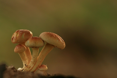 Prachtig groepje op een stuk, deels vermolmd, stammetje hout. Mooi in het flauwe licht dat tussen de toppen van de bomen doorscheen.