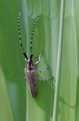 Dit beestje had ik niet eerder gezien. 
D30 - Sigma 150mm Macro - 1/90 -f8.0 - ISO 200 
met statief