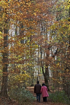 Laat in november, samen nog genieten van een kleurrijke herfst.
Opname gemaakt uit de hand met 18/55 mm lens.