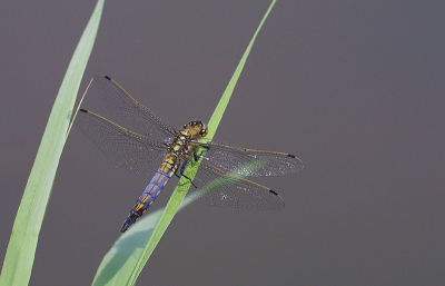 D30 - Sigma 150mm Macro - 1/500 - f5.6 - ISO 200
uit de hand
