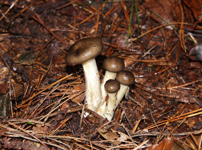 De foto is niet uitzonderlijk maar ik plaats hem omdat er van deze soort nog geen duidelijke foto in de database is. De paddenstoelen stonden bij mij in het bos op het looppad waardoor de meesten waren platgetreden. Dat is jammer want deze soort staat op de rode lijst.