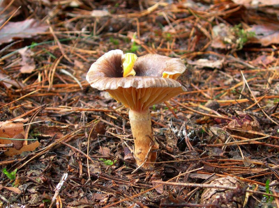 Ik plaats deze foto van een volgroeide Dennenslijmkop om het verschil te laten zien tussen een jonge en een oude dennenslijmkop.