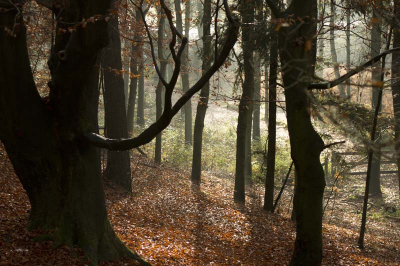 Foto is genomen in de ochtend tijdens een foto workshop in het bos bij Rheden (Posbank) op 19 november
