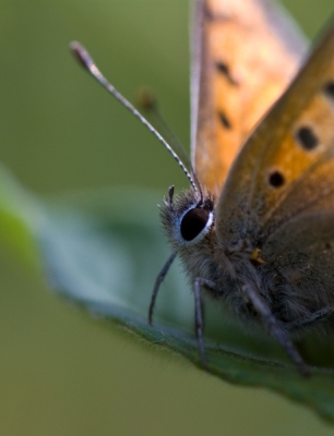 Foto gemaakt in het voorjaar,  met veel voorzichtige bewegingen kon ik deze vuurvlinder heel dicht benaderen en focussen op het kopje.