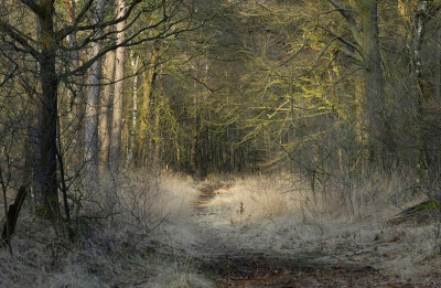 Vond hier de sfeer, van late middaglicht op de groene takken mooi uitkomen tegen het lichte(witte) gras.