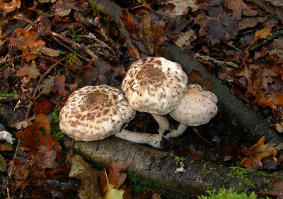 Met het mooie weer veel gewandeld. En als je dan nog mooie paddenstoelen vind dan kan de dag niet neer stuk. Alleen het is wel frustrerend dat je dan niet kan achterhalen welke soort het is. Gelukkig hebben we specialisten op dat gebied. Ik maak hier graag gebruik van. Deze paddenstoelen zijn ongeveer 6 cm groot en hebben chocolade bruine lamellen.
Welke soort is het ?