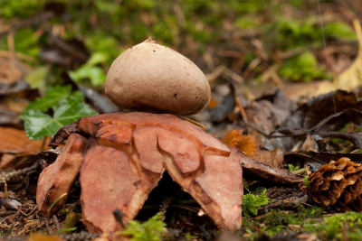 Verscholen in het bos onder een spar stonden dertien Roze Aardsterren. Deze soort is aan het verdwijnen in Nederland, vandaar natuurlijk extra blij met deze vondst. Statief op de laagste stand en met behulp van draadontspanner.